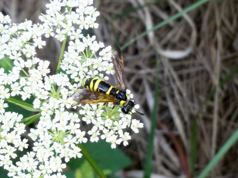 Tenthredo sp., Tenthredinidae